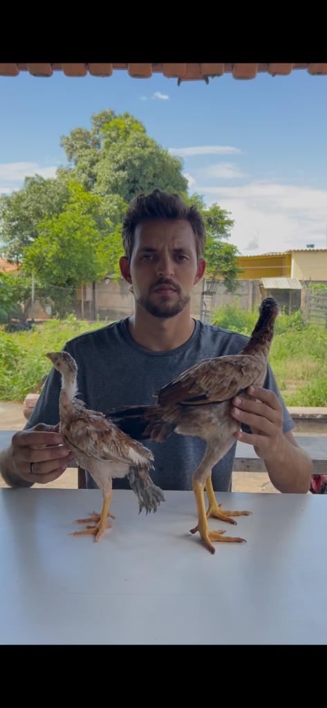 Comparação Pintinhos